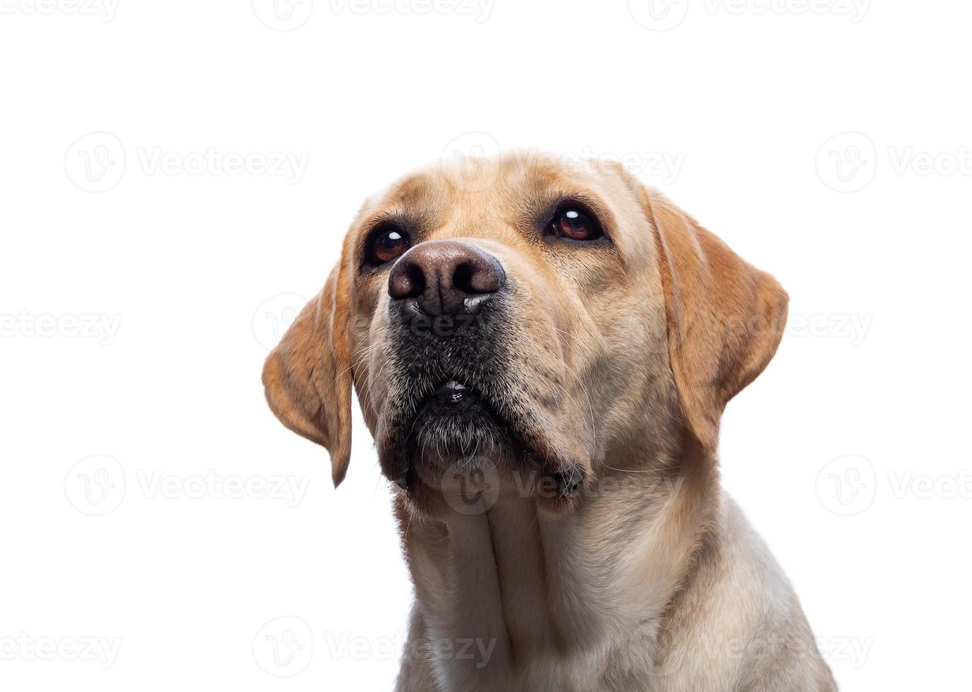 retrato de un perro labrador retriever sobre un fondo blanco aislado. foto