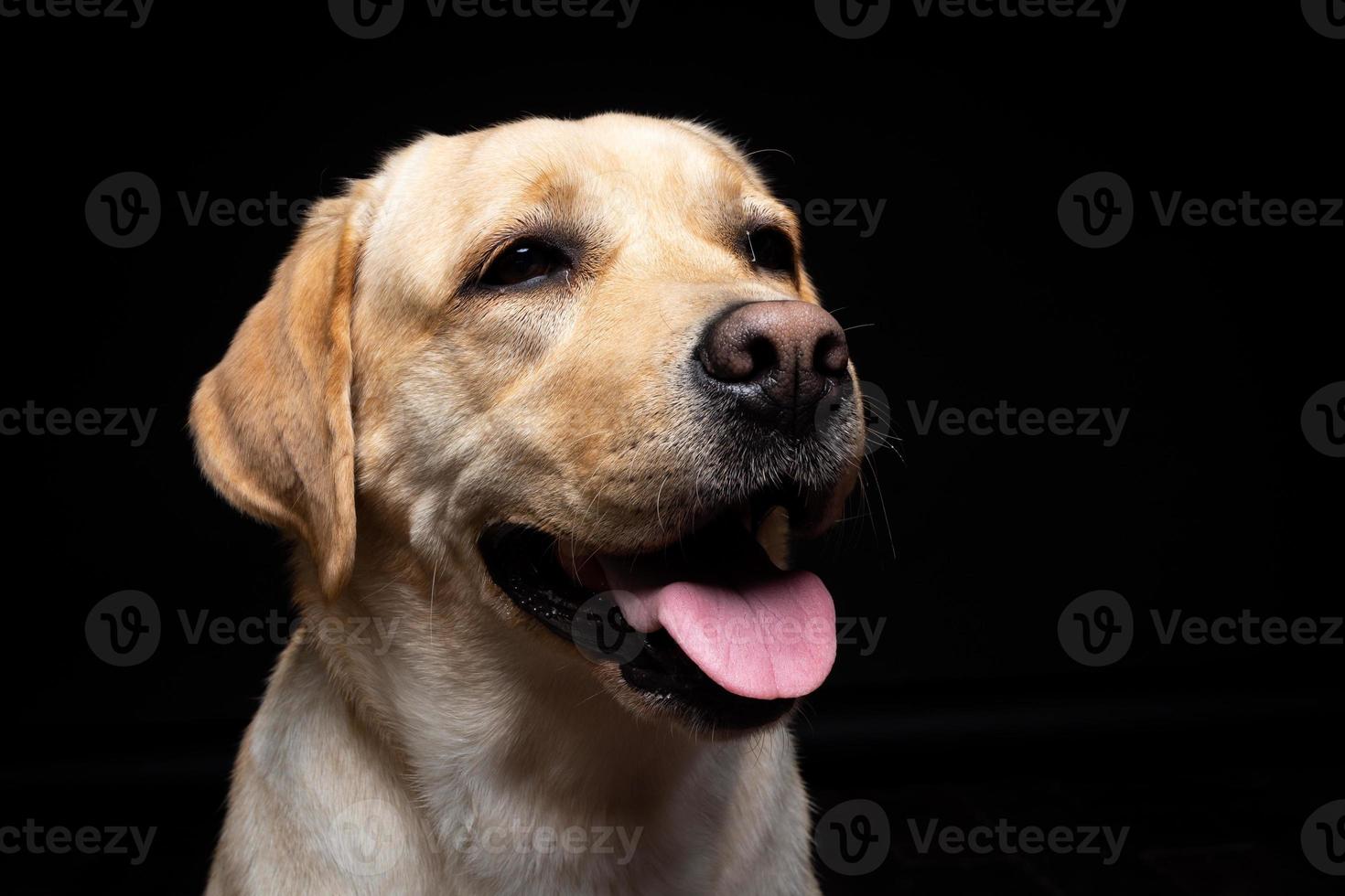 Portrait of a Labrador Retriever dog on an isolated black background. photo