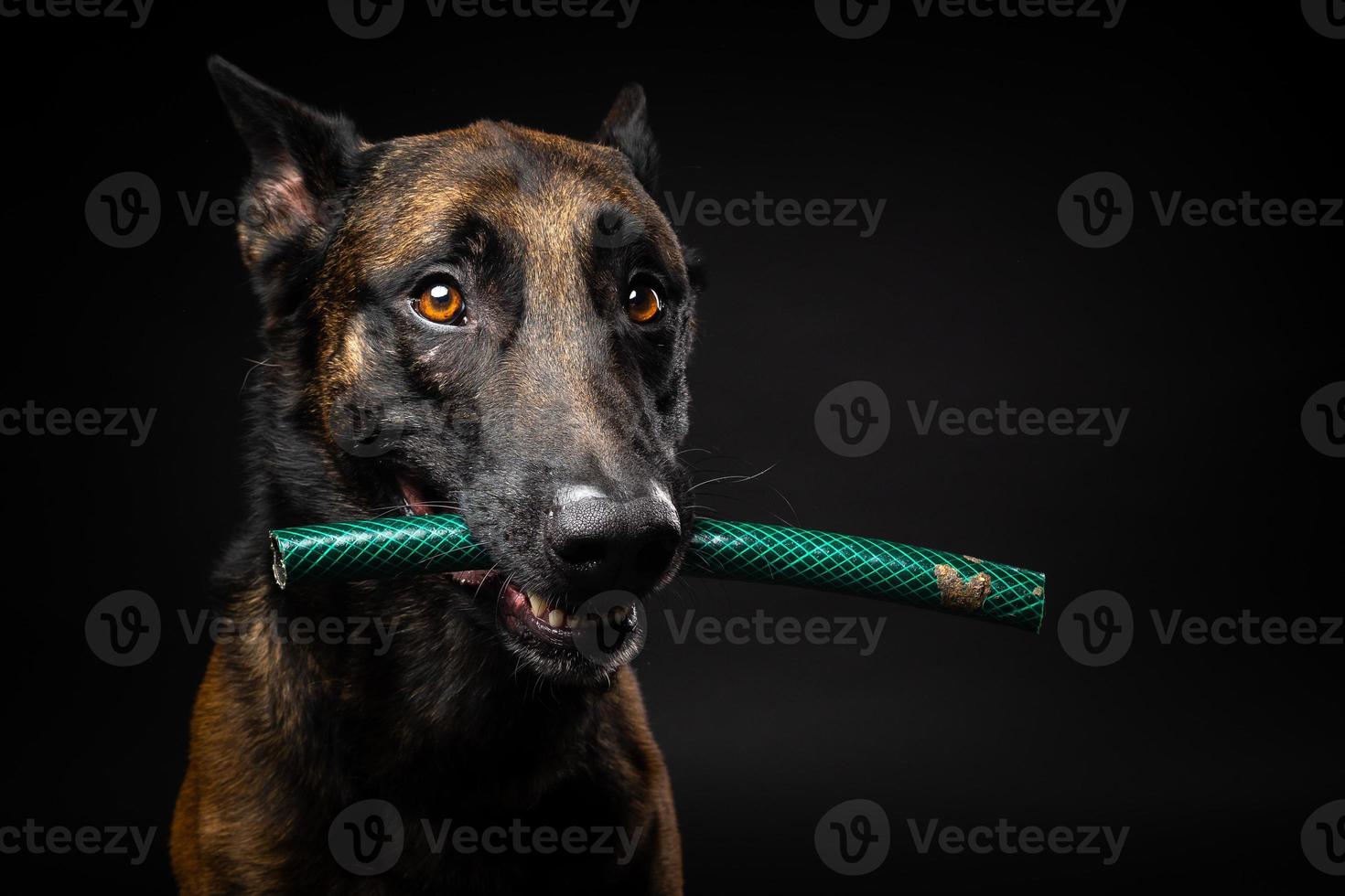 retrato de un perro pastor belga con un juguete en la boca, disparado sobre un fondo negro aislado. foto