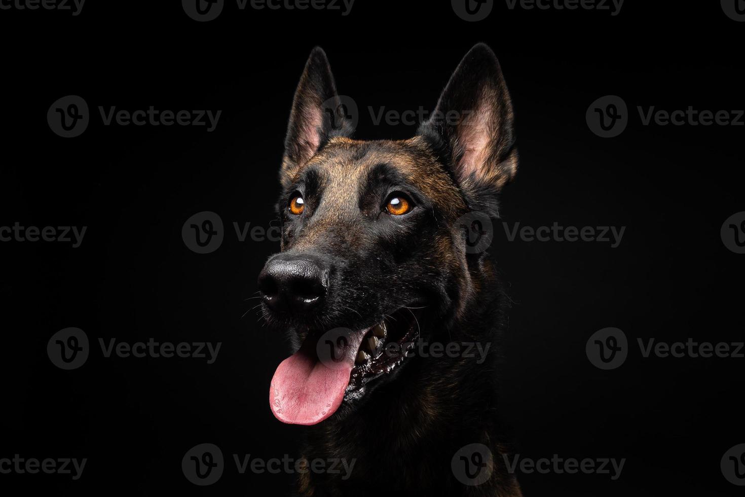 Portrait of a Belgian shepherd dog on an isolated black background. photo