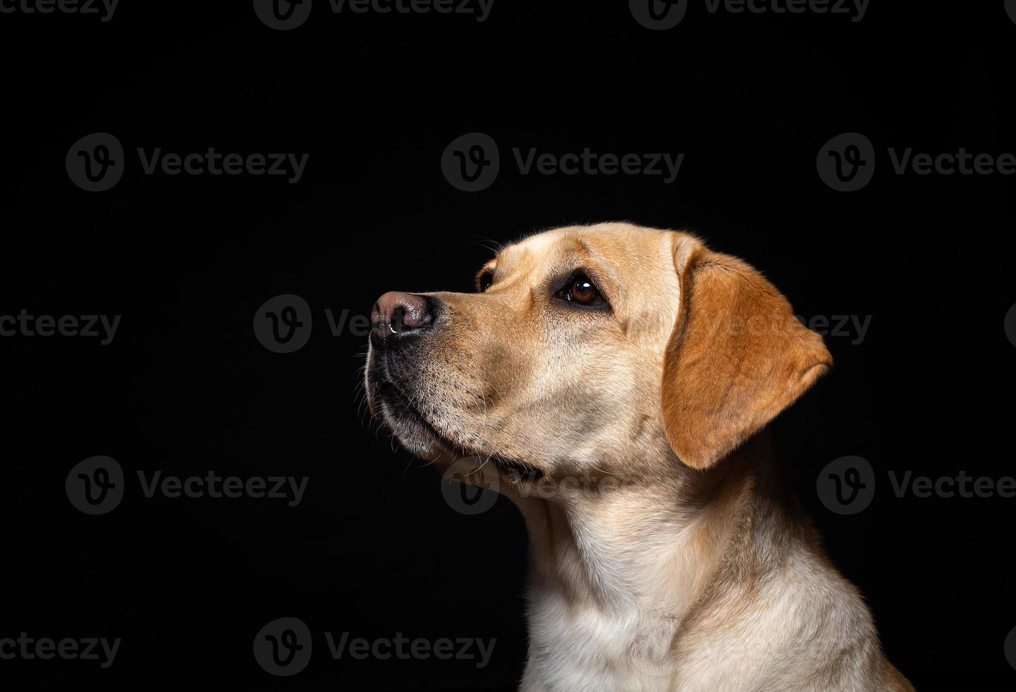 retrato de un perro labrador retriever sobre un fondo negro aislado. foto