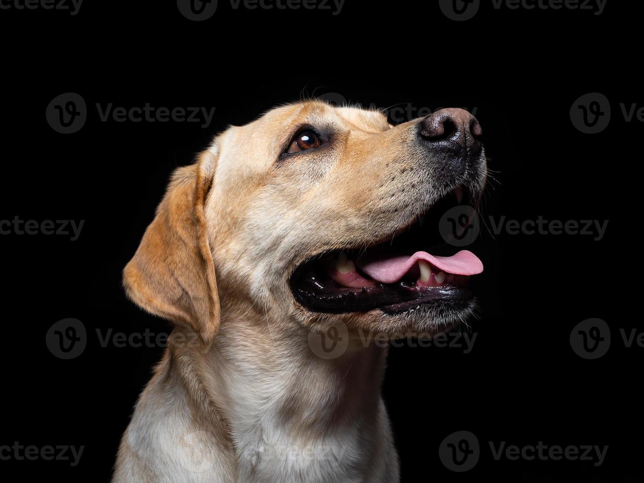 retrato de un perro labrador retriever sobre un fondo negro aislado. foto