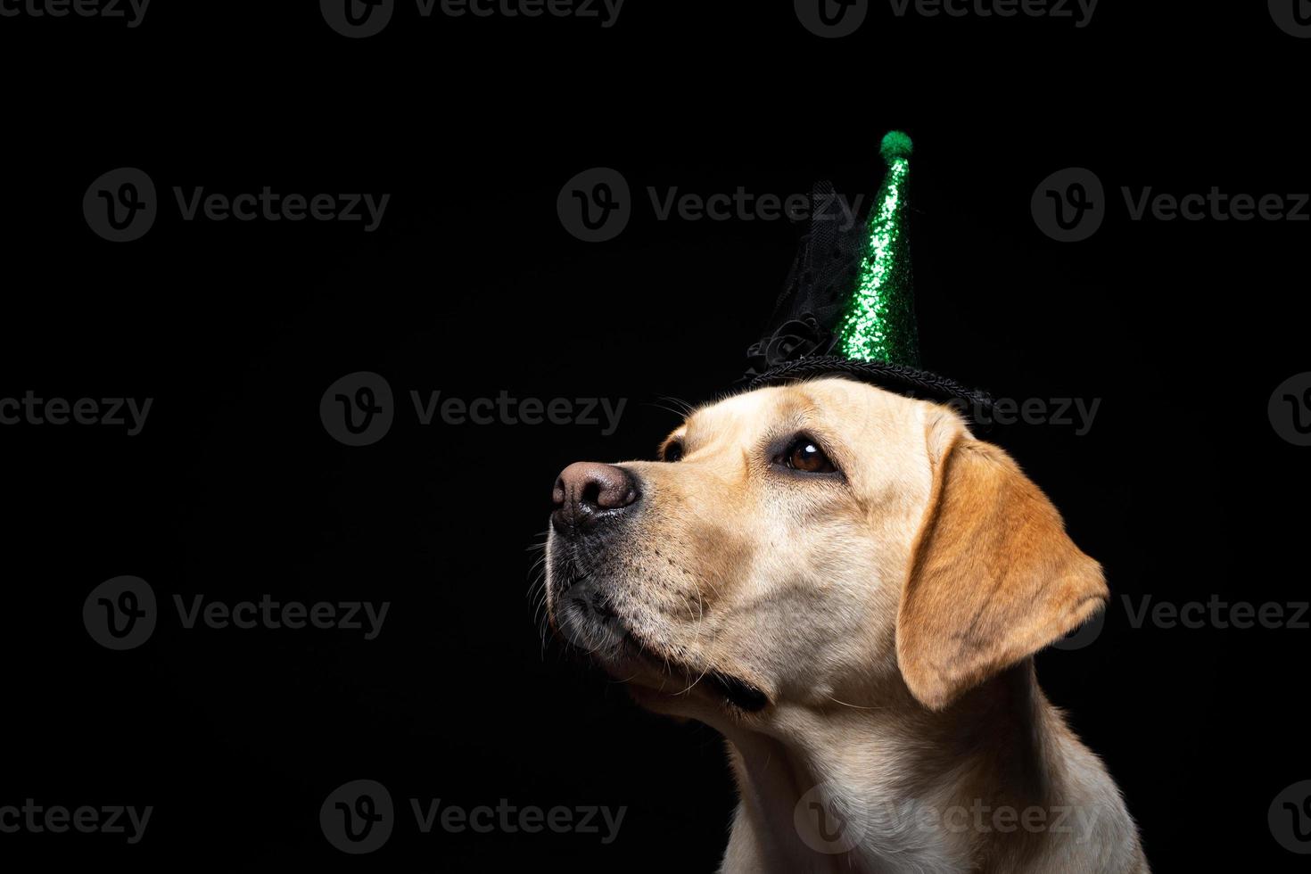 Close-up of a Labrador Retriever dog in a headdress. photo