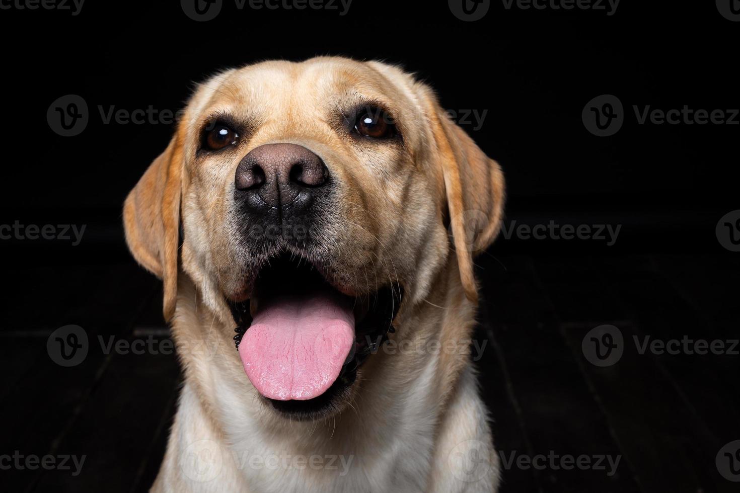 Portrait of a Labrador Retriever dog on an isolated black background. photo