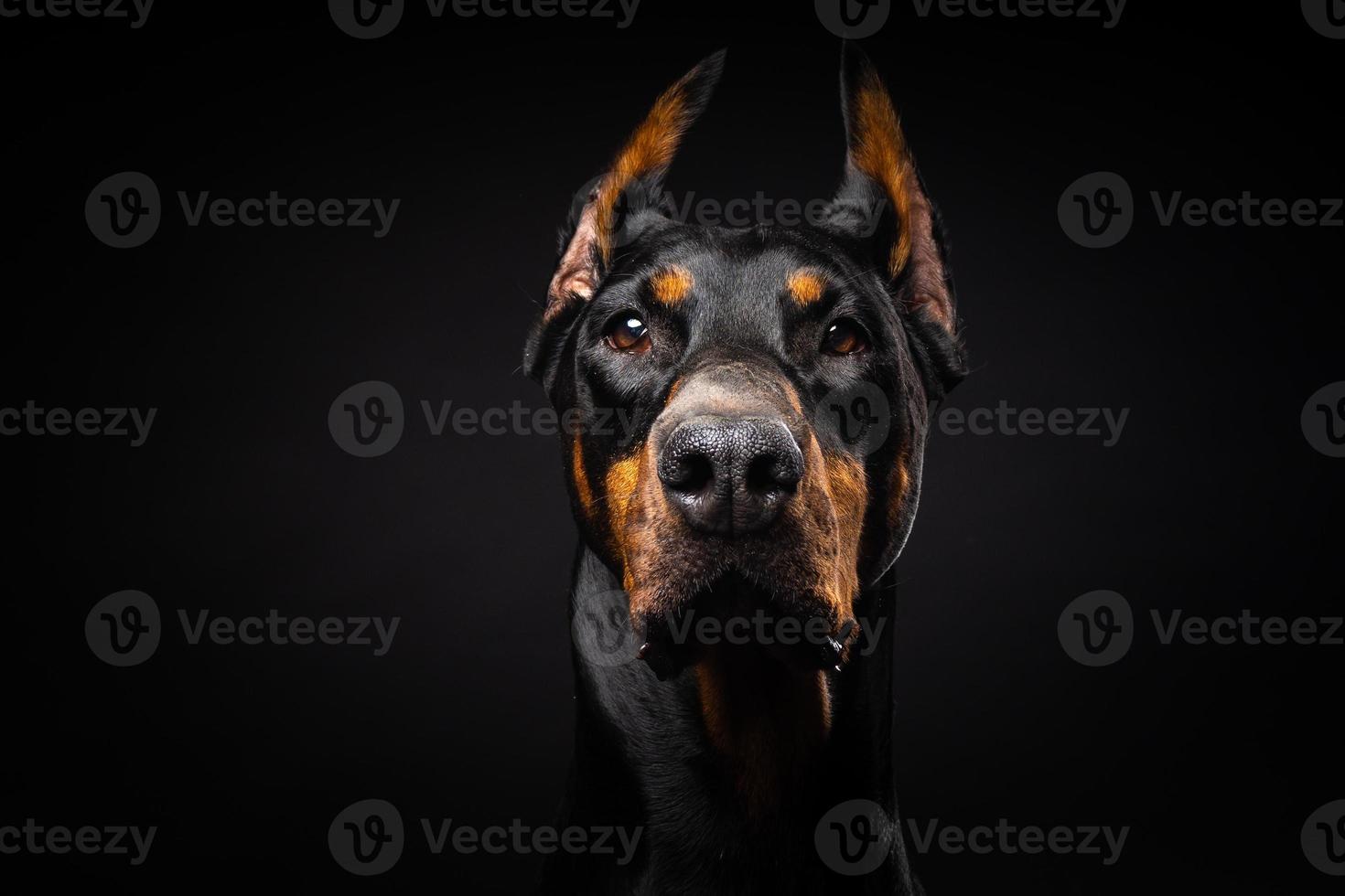 retrato de un perro doberman sobre un fondo negro aislado. foto