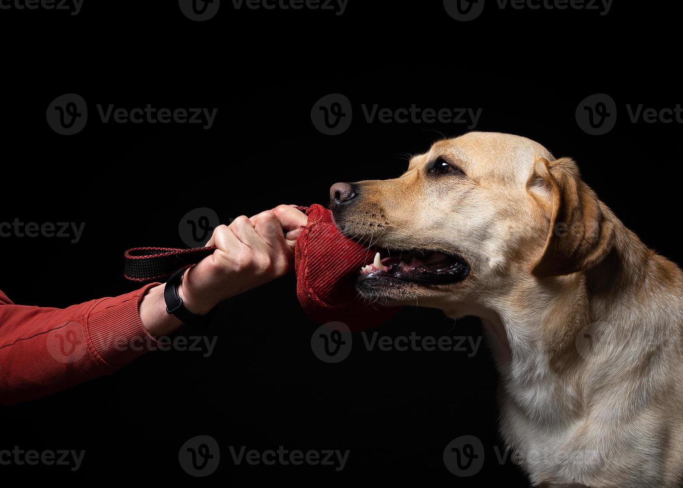 Close-up of a Labrador Retriever dog with a toy and the owner's hand. photo