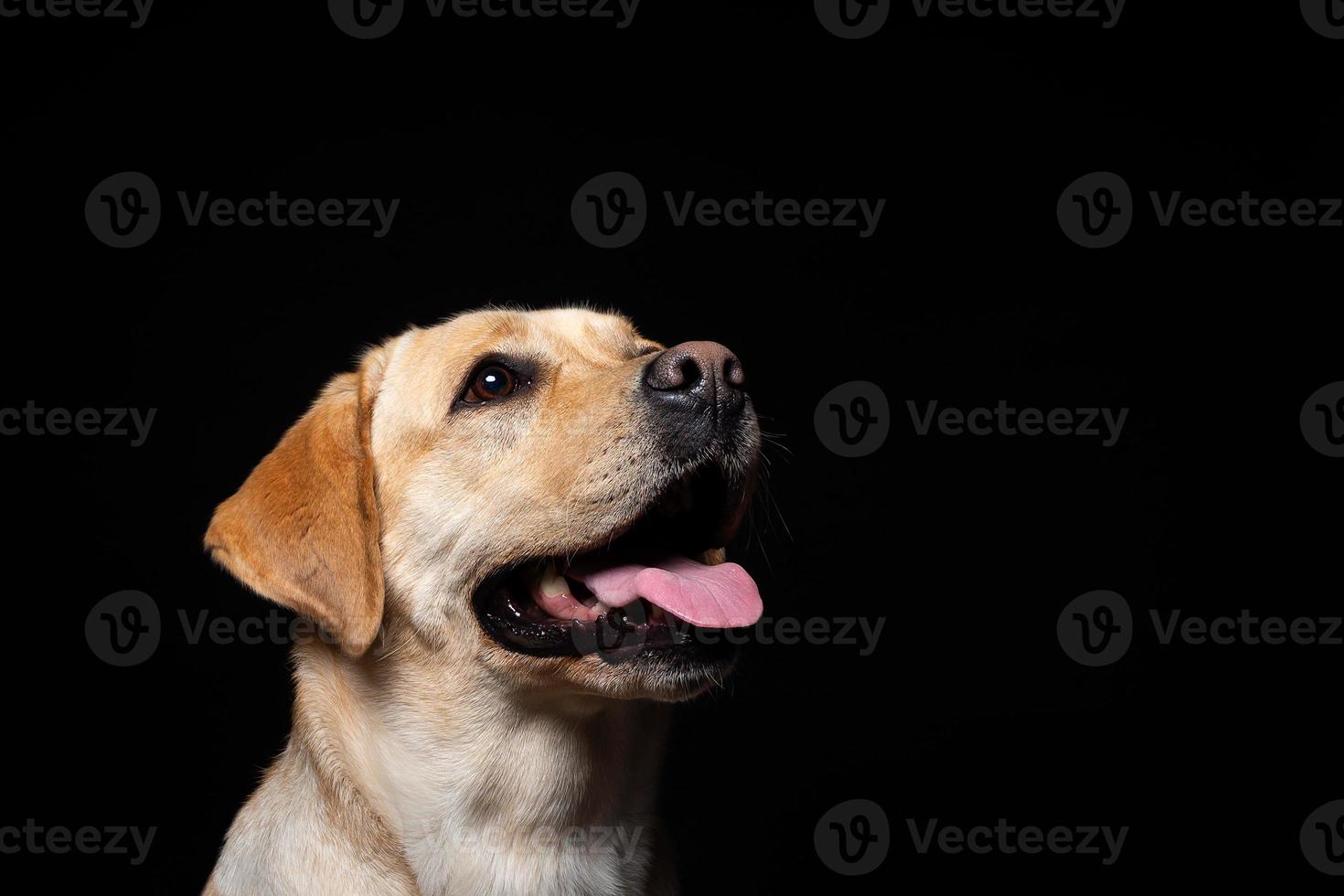 retrato de un perro labrador retriever sobre un fondo negro aislado. foto