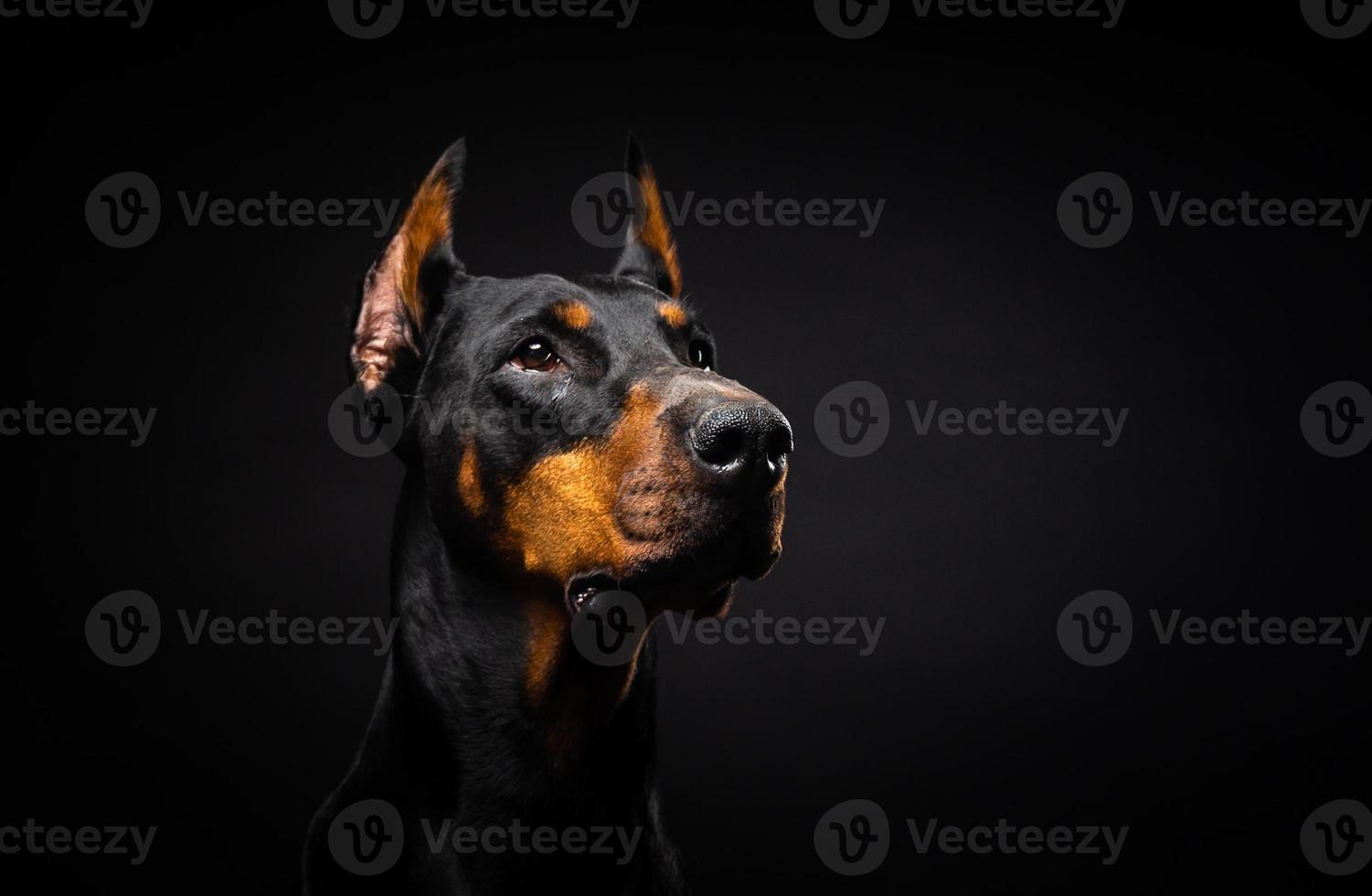 Portrait of a Doberman dog on an isolated black background. photo