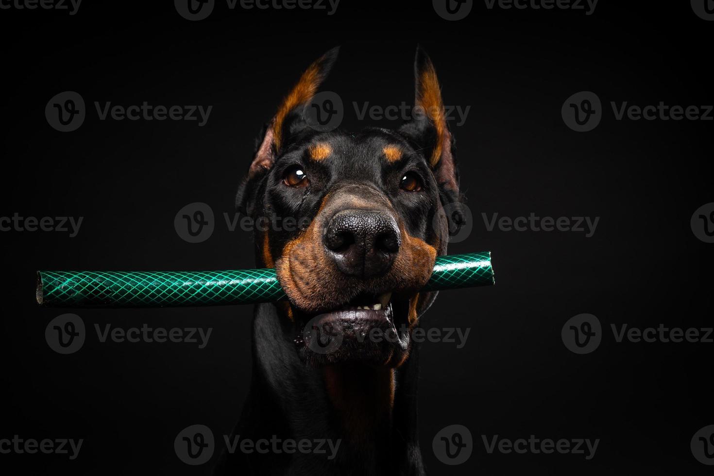 Portrait of a Doberman dog with a toy in its mouth, shot on an isolated black background. photo