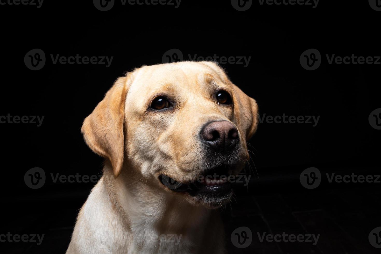 retrato de un perro labrador retriever sobre un fondo negro aislado. foto