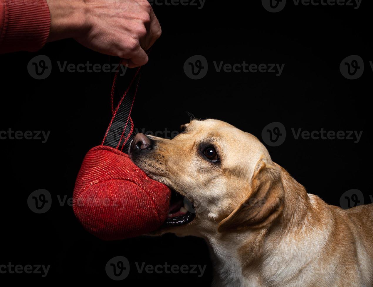 Close-up of a Labrador Retriever dog with a toy and the owner's hand. photo