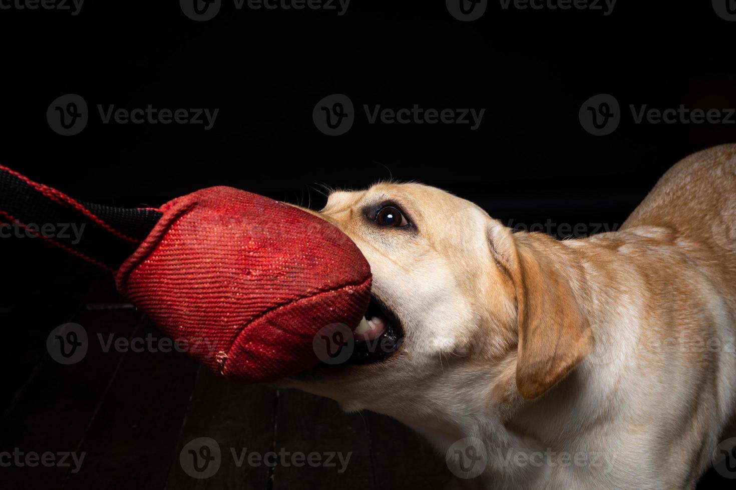 Close-up of a Labrador Retriever dog with a toy and the owner's hand. photo