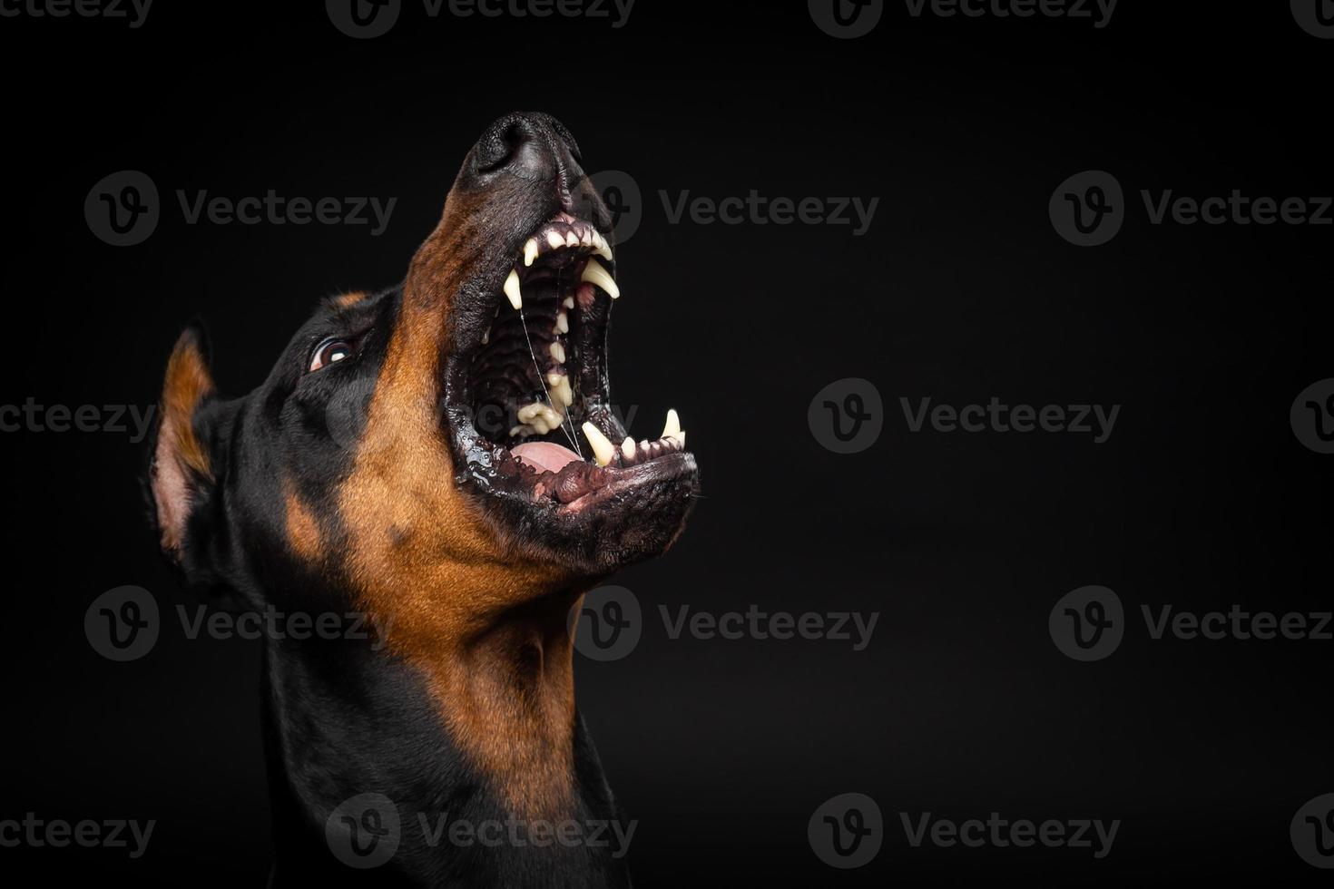 Portrait of a Doberman dog on an isolated black background. photo