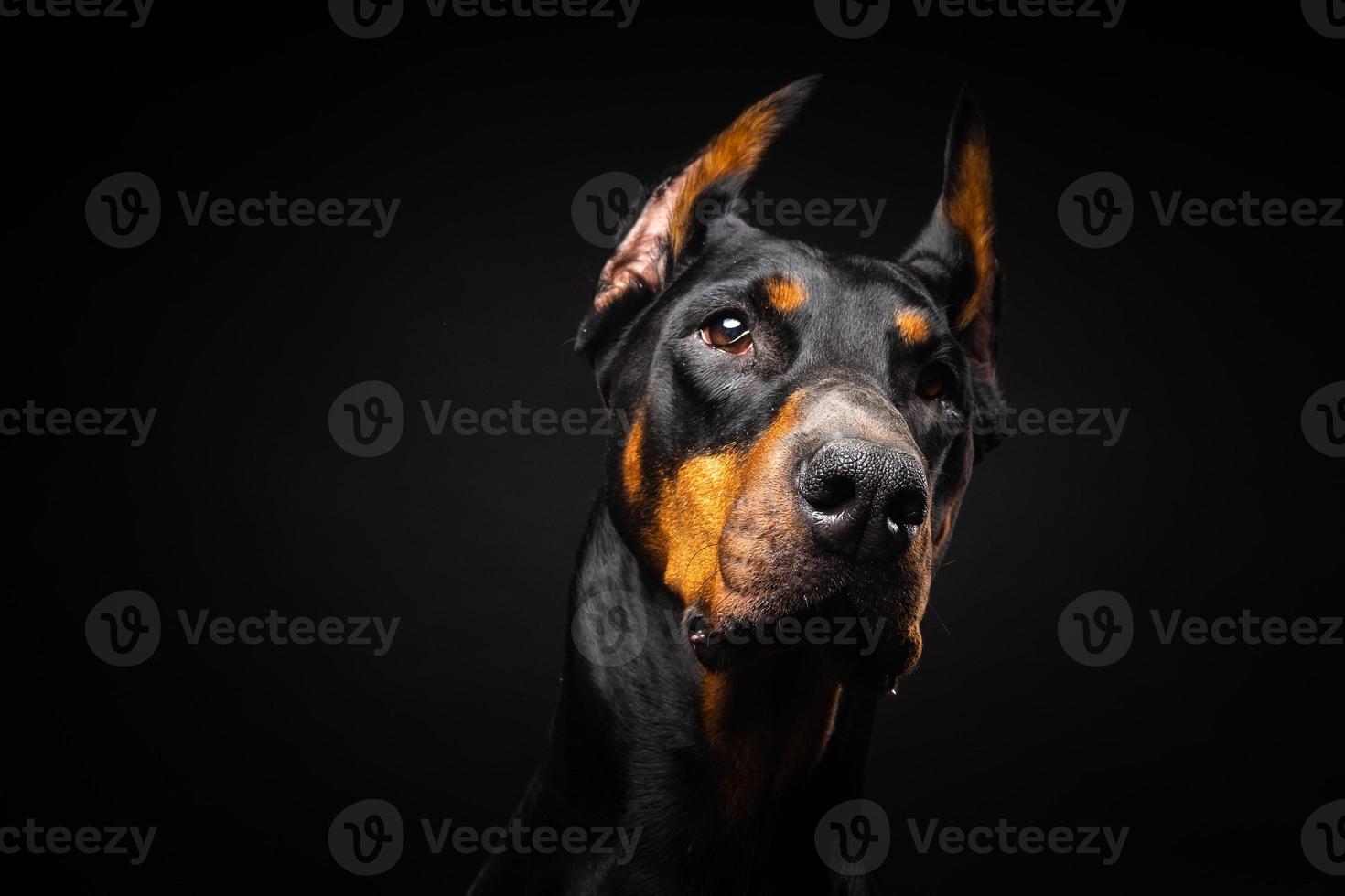 Portrait of a Doberman dog on an isolated black background. photo
