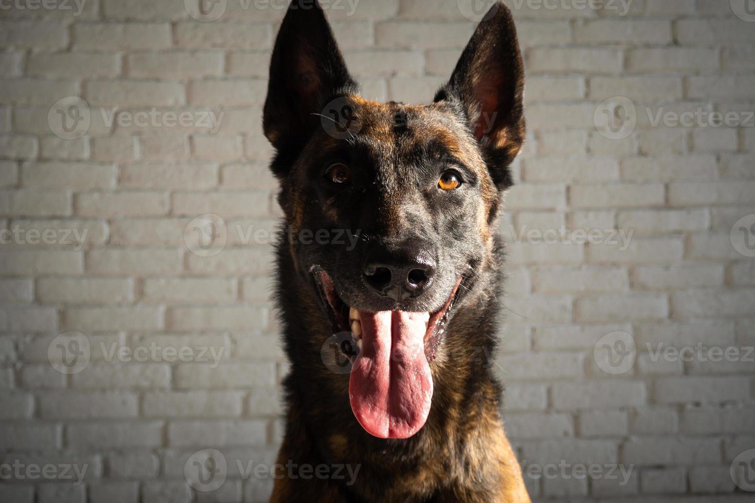 Portrait of a Belgian shepherd dog. photo