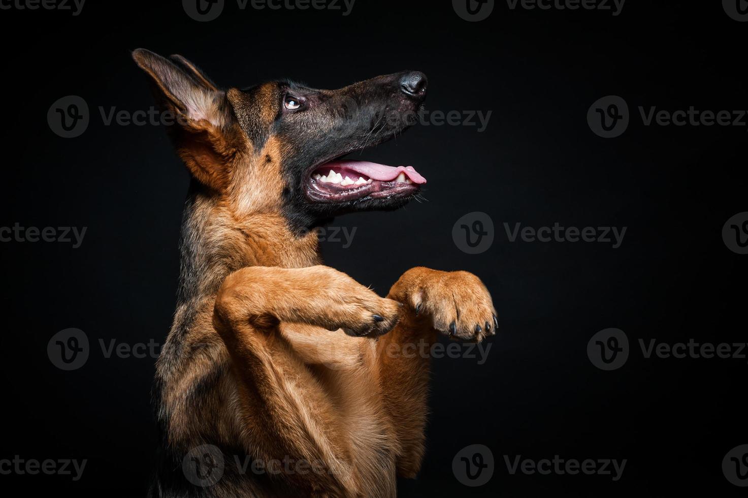 Portrait of a German shepherd in front of an isolated black background. photo