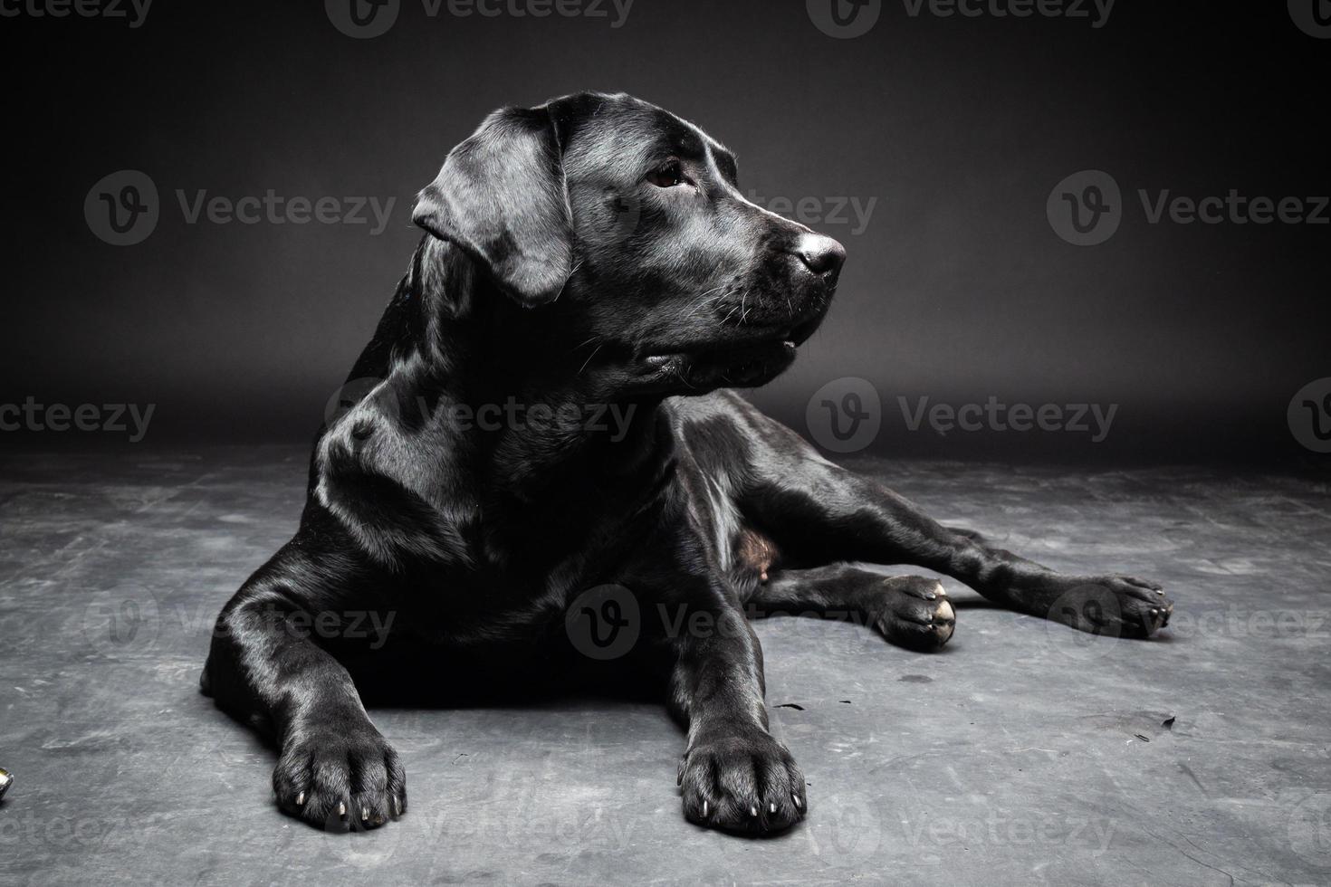 retrato de un perro labrador retriever sobre un fondo negro aislado. foto