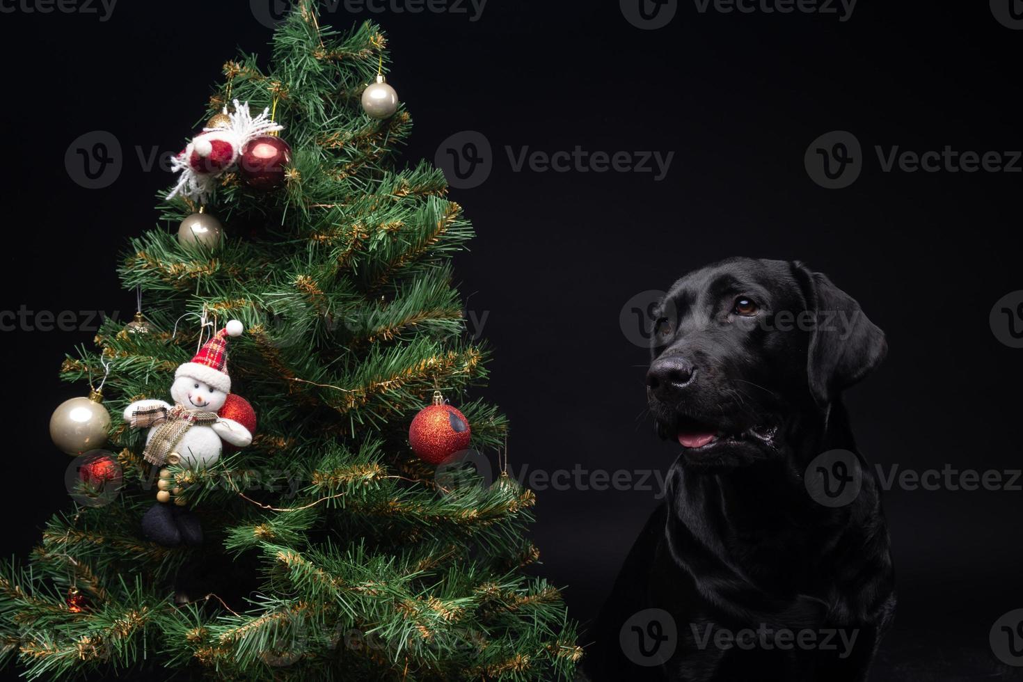 Portrait of a Labrador Retriever dog near the new year's green tree. photo