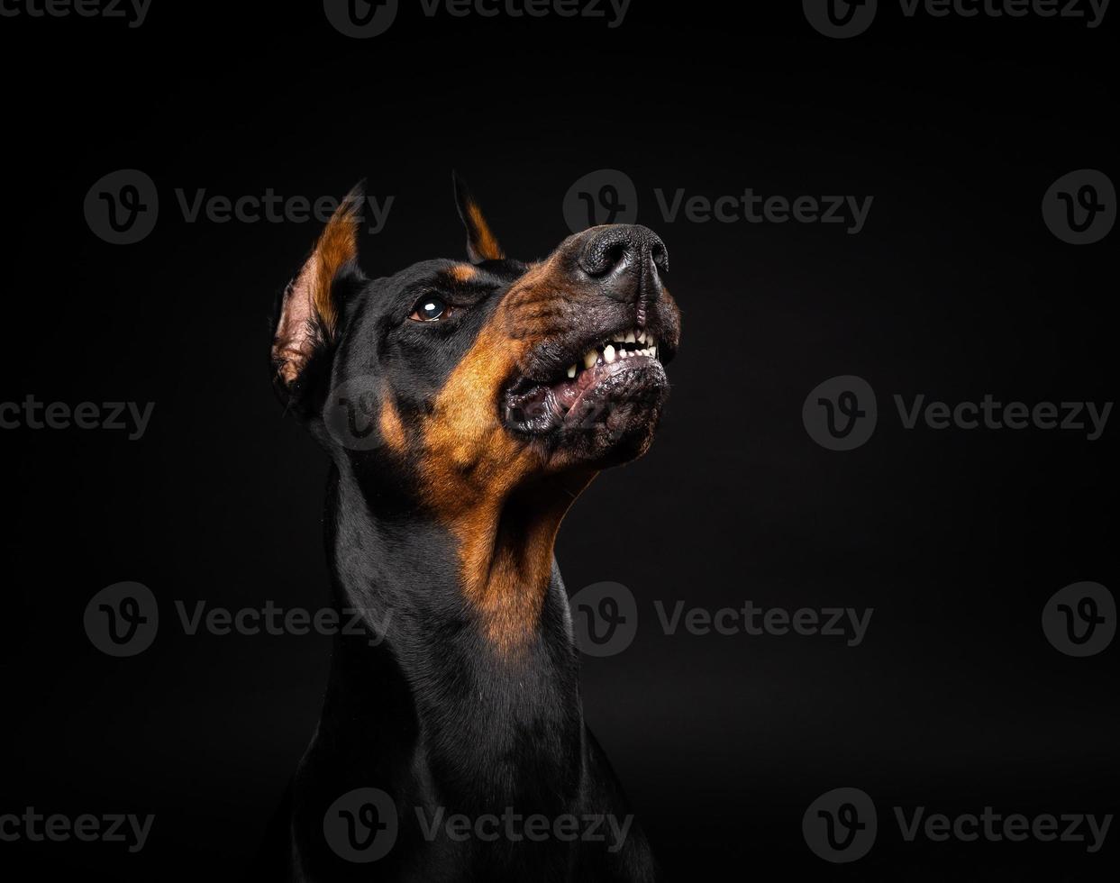 Portrait of a Doberman dog on an isolated black background. photo