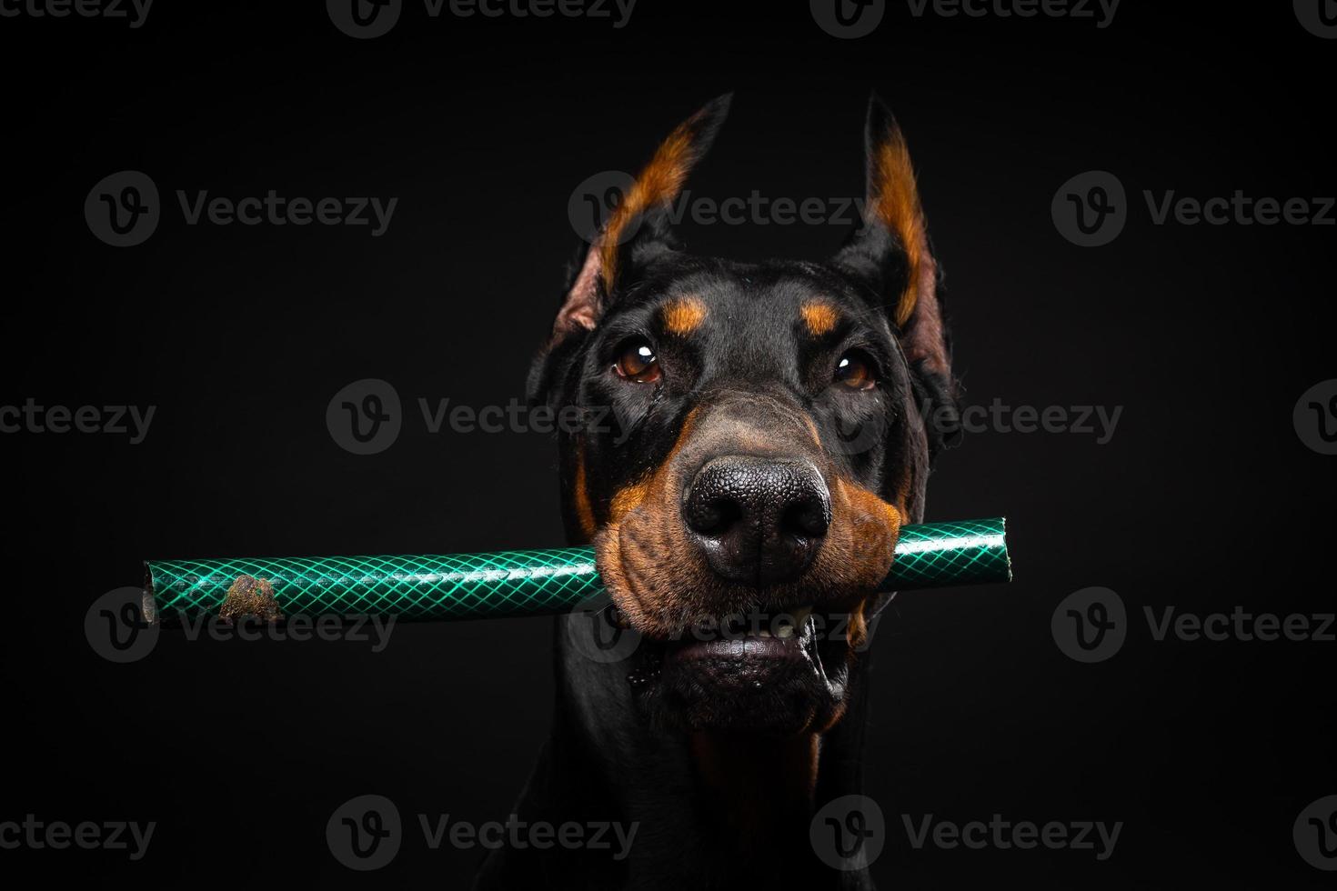 Portrait of a Doberman dog with a toy in its mouth, shot on an isolated black background. photo