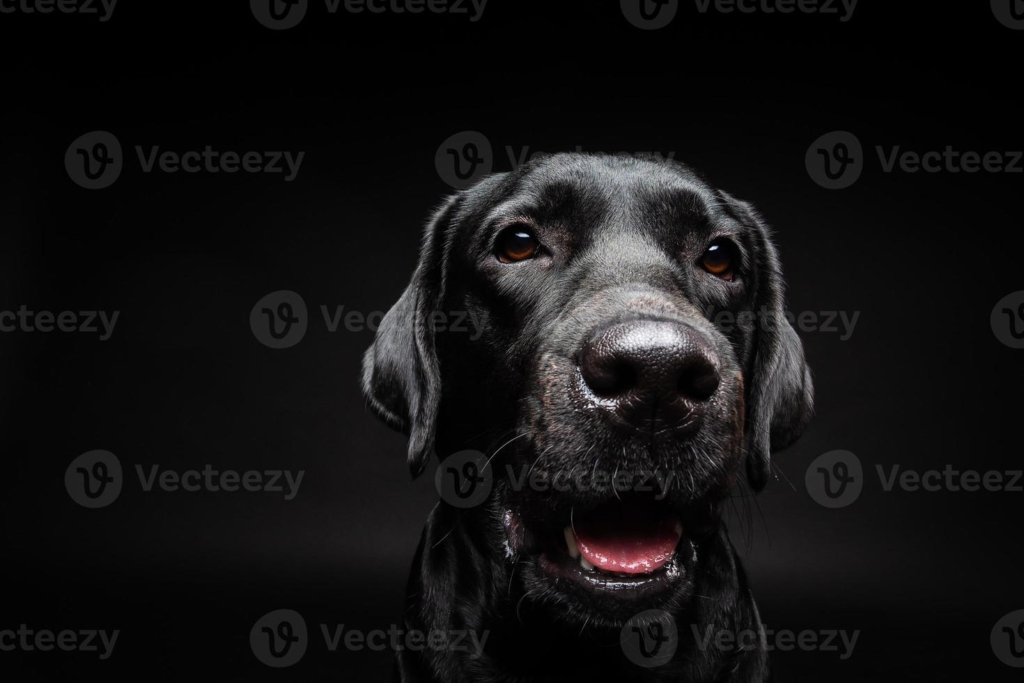 retrato de un perro labrador retriever sobre un fondo negro aislado. foto