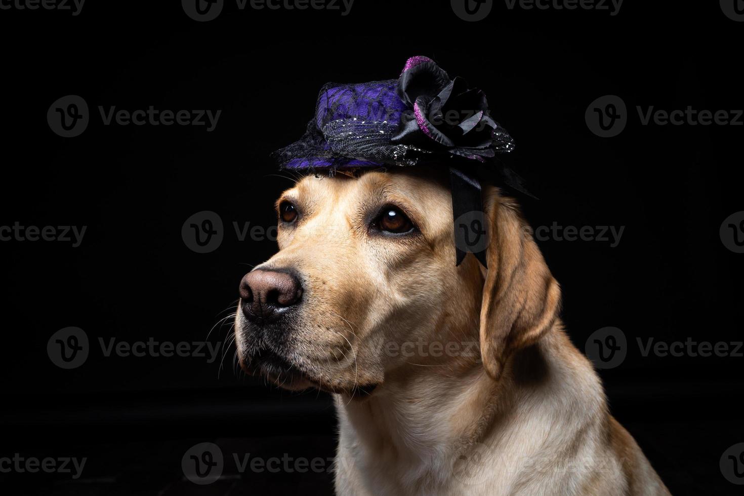 Close-up of a Labrador Retriever dog in a headdress. photo