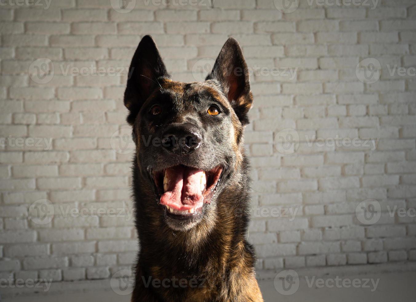 Portrait of a Belgian shepherd dog. photo