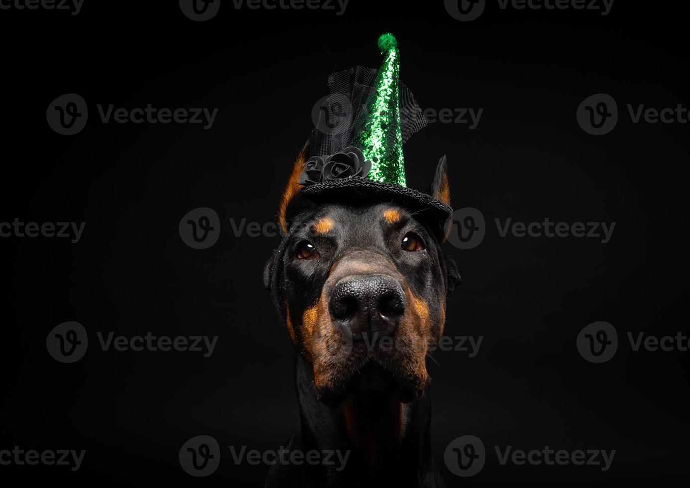 Portrait of a Doberman dog in a headdress. Carnival or Halloween. photo
