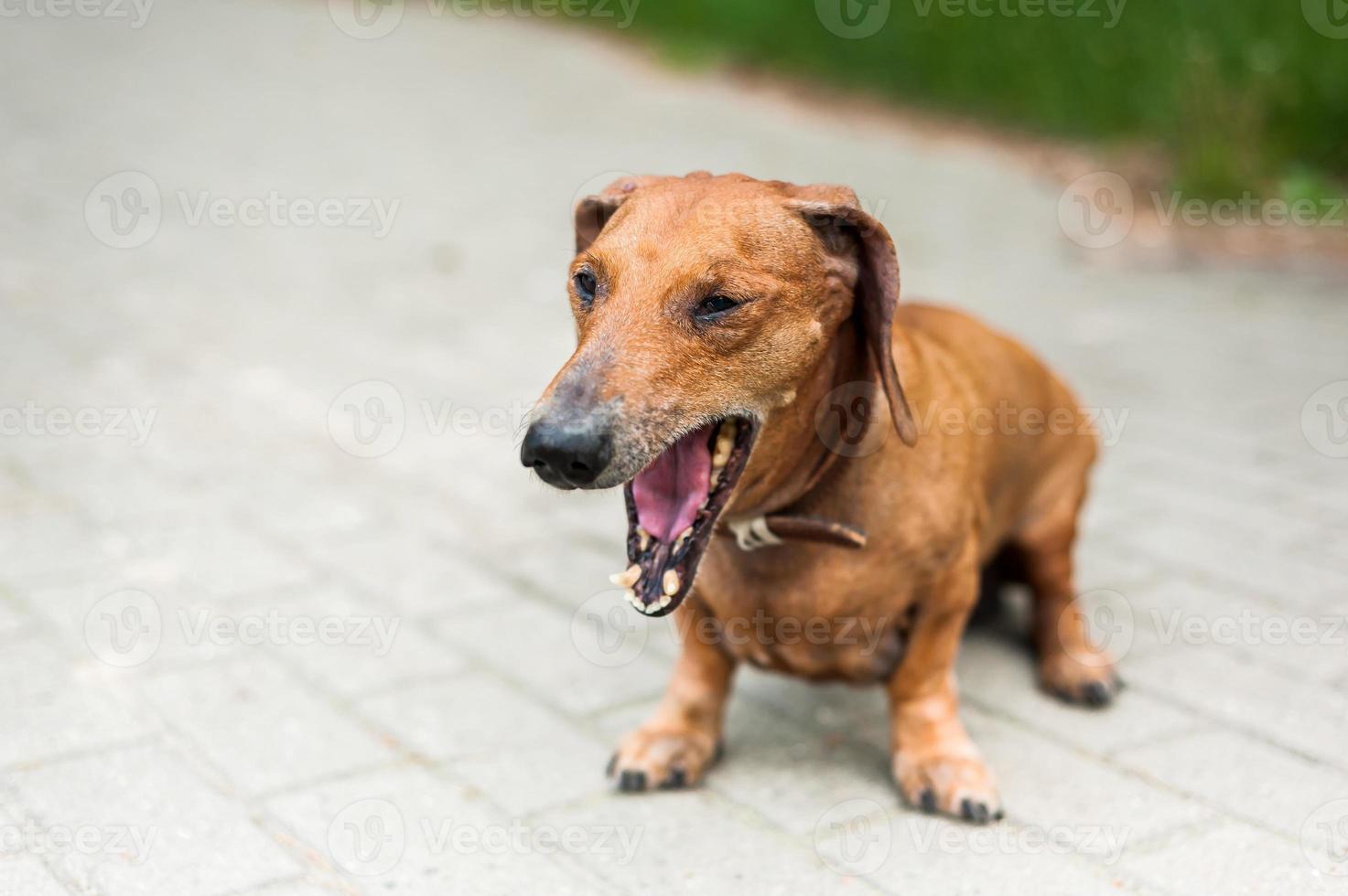 Portrait of a cute dachshund dog smile and happy in summer sunny day for a walk in the summer park photo