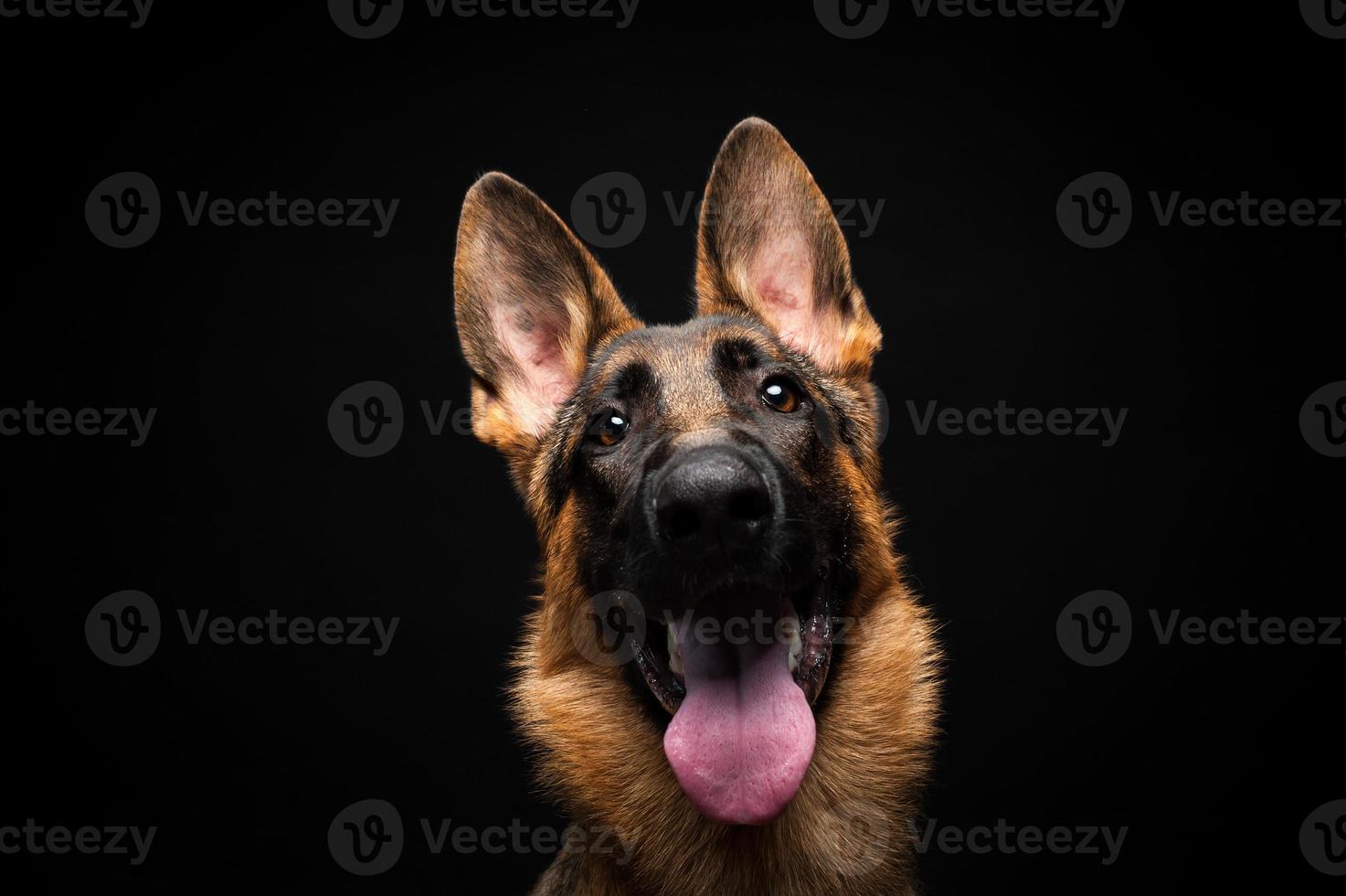 retrato de un pastor alemán frente a un fondo negro aislado. foto