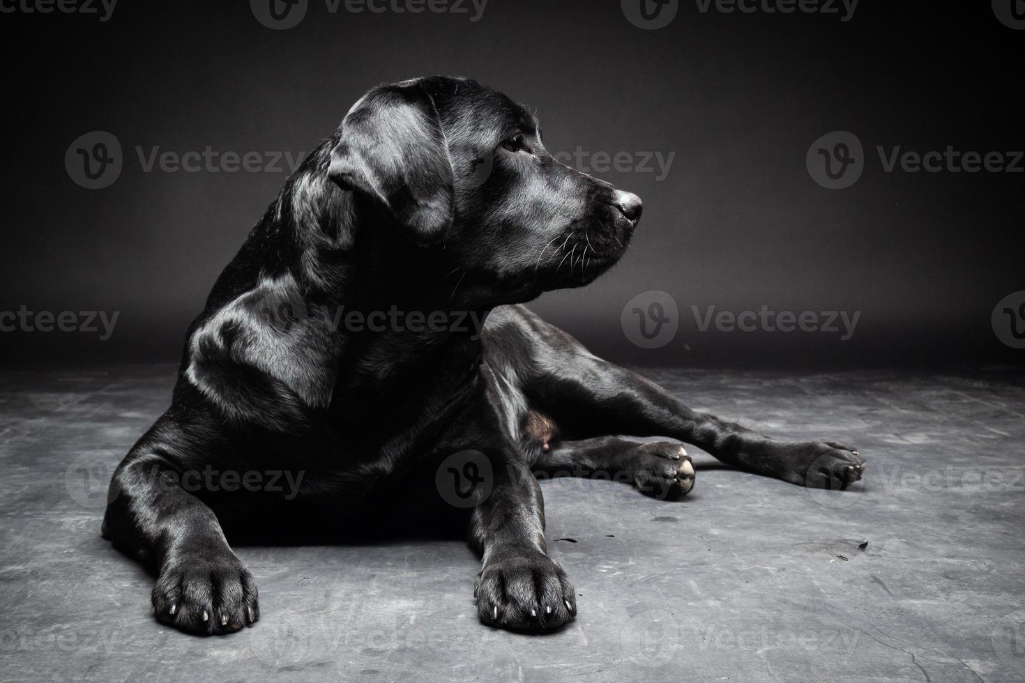 retrato de un perro labrador retriever sobre un fondo negro aislado. foto