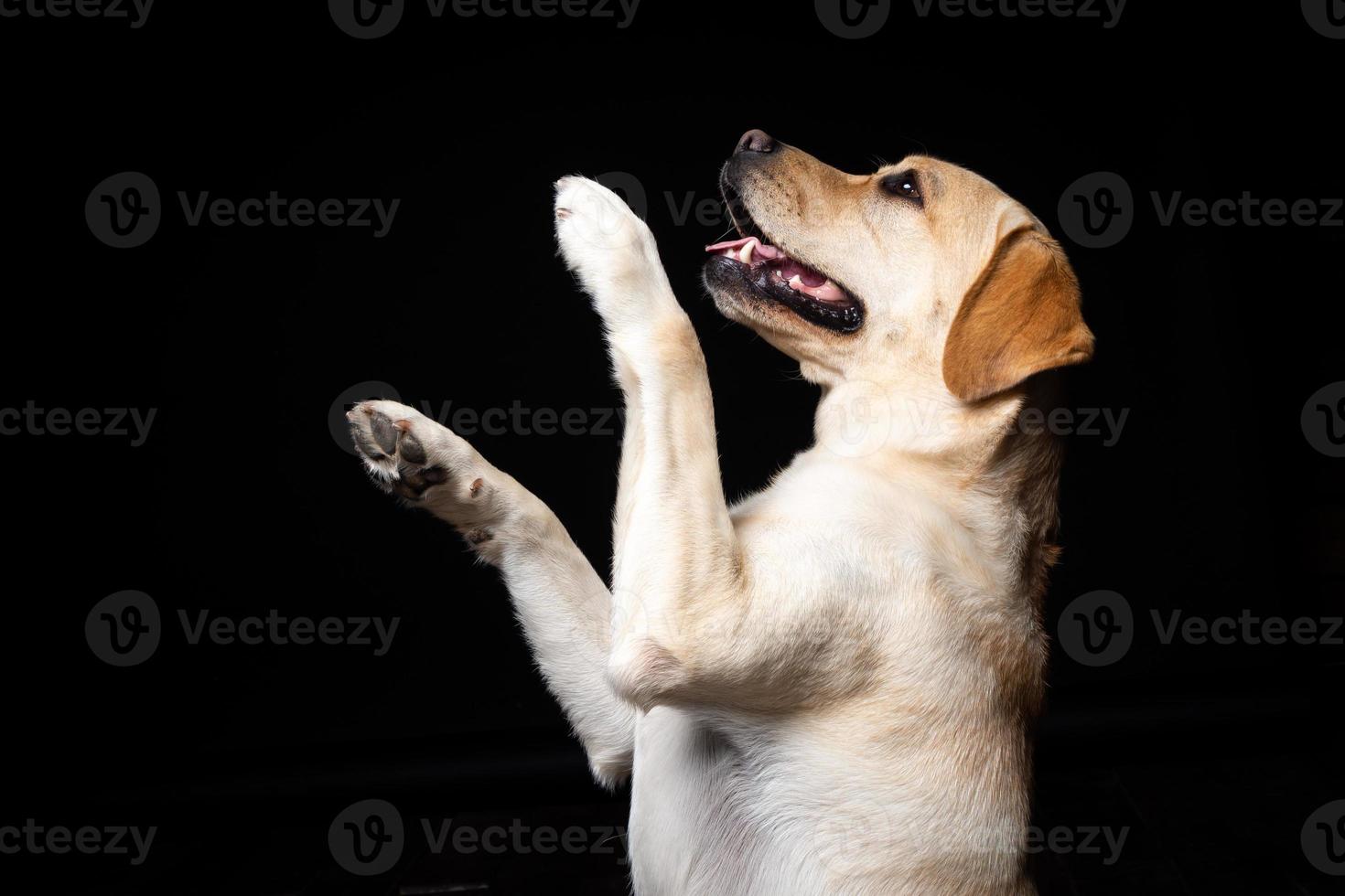 Portrait of a Labrador Retriever dog on an isolated black background. photo