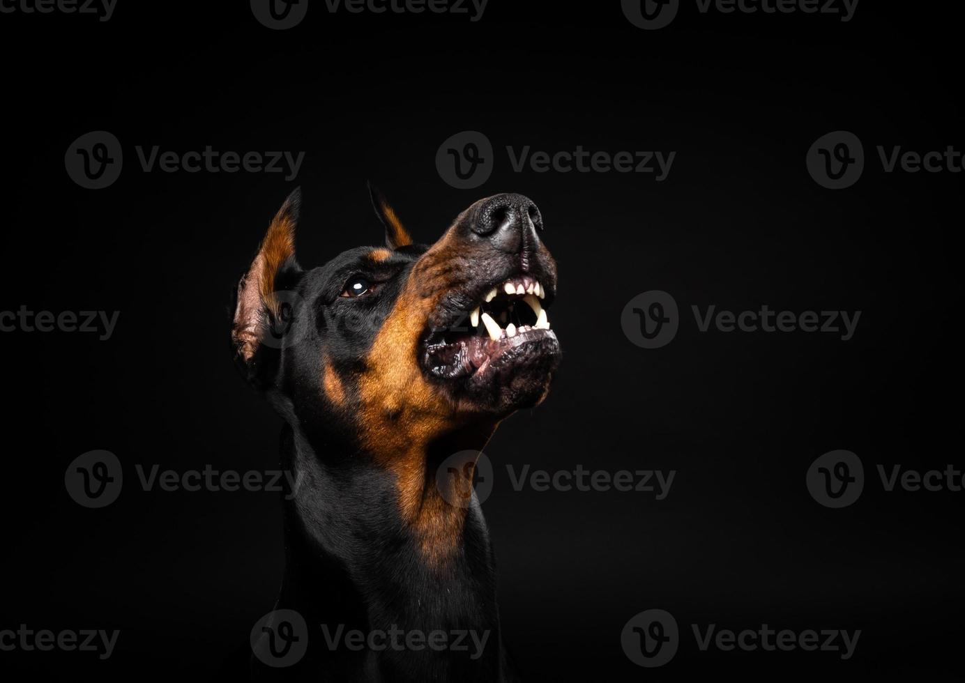 retrato de un perro doberman sobre un fondo negro aislado. foto