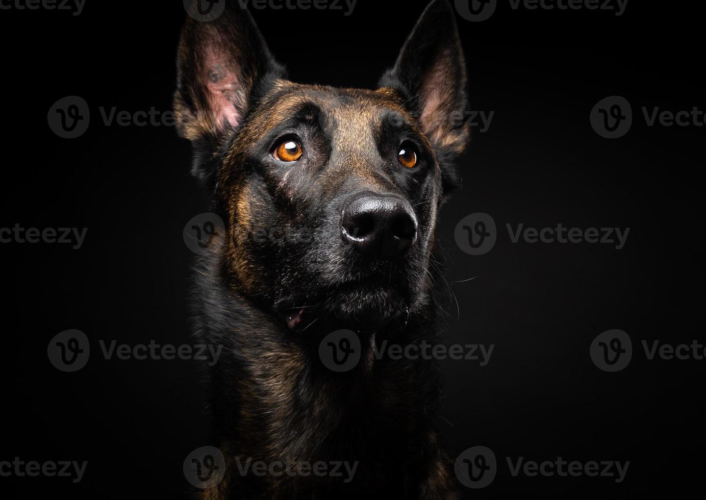 Portrait of a Belgian shepherd dog on an isolated black background. photo