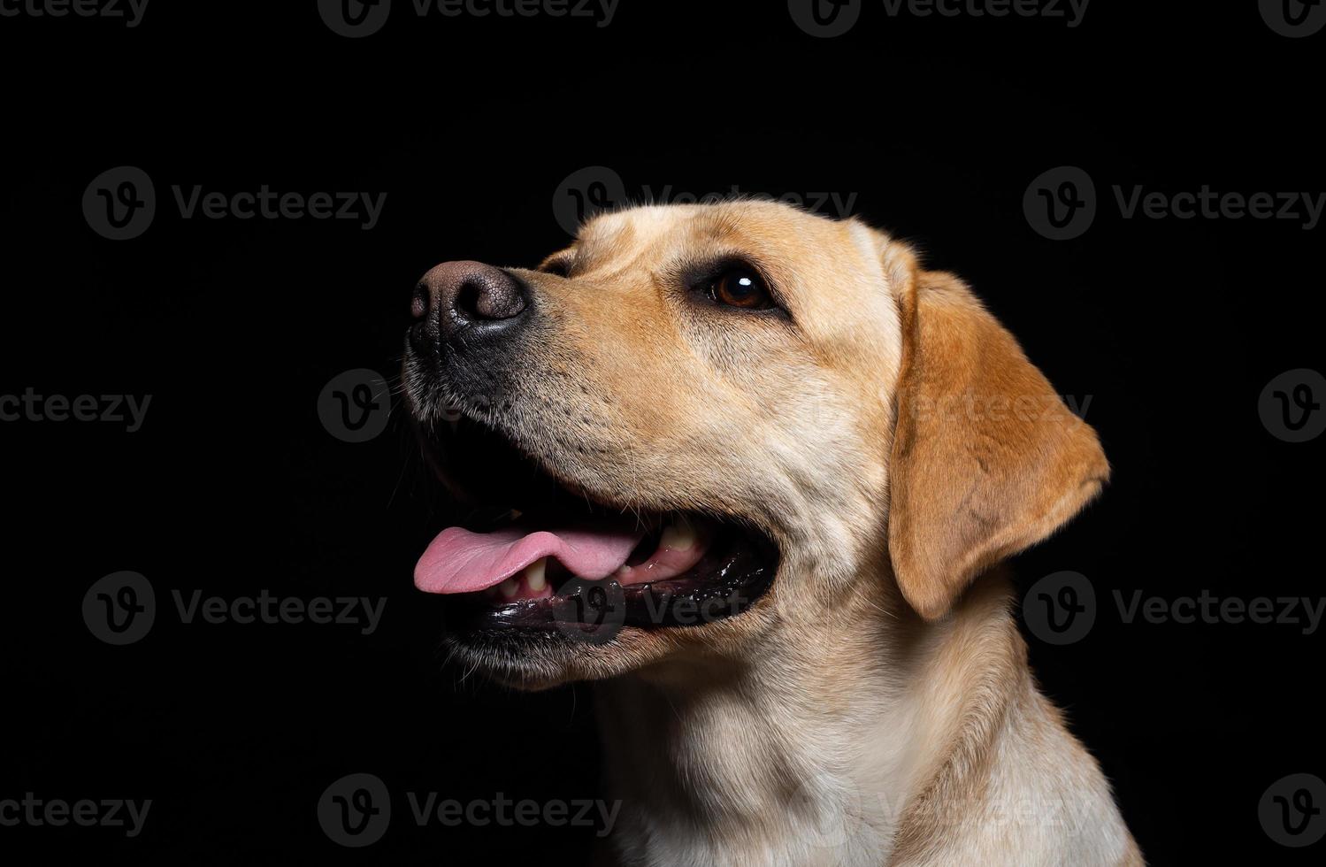 retrato de un perro labrador retriever sobre un fondo negro aislado. foto