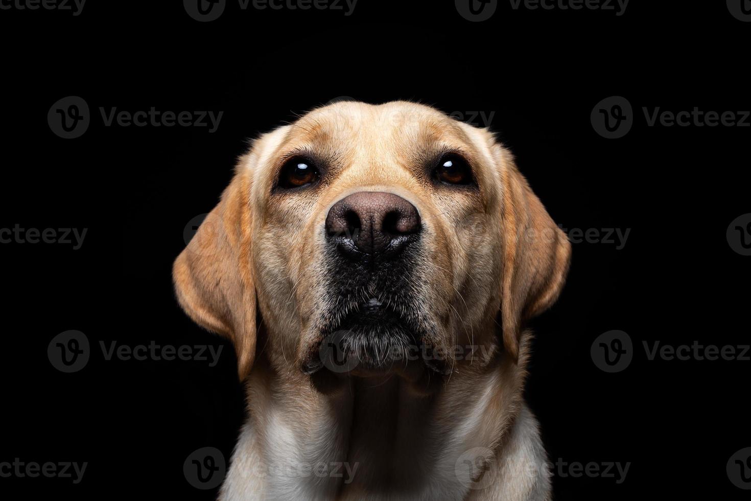 Portrait of a Labrador Retriever dog on an isolated black background. photo