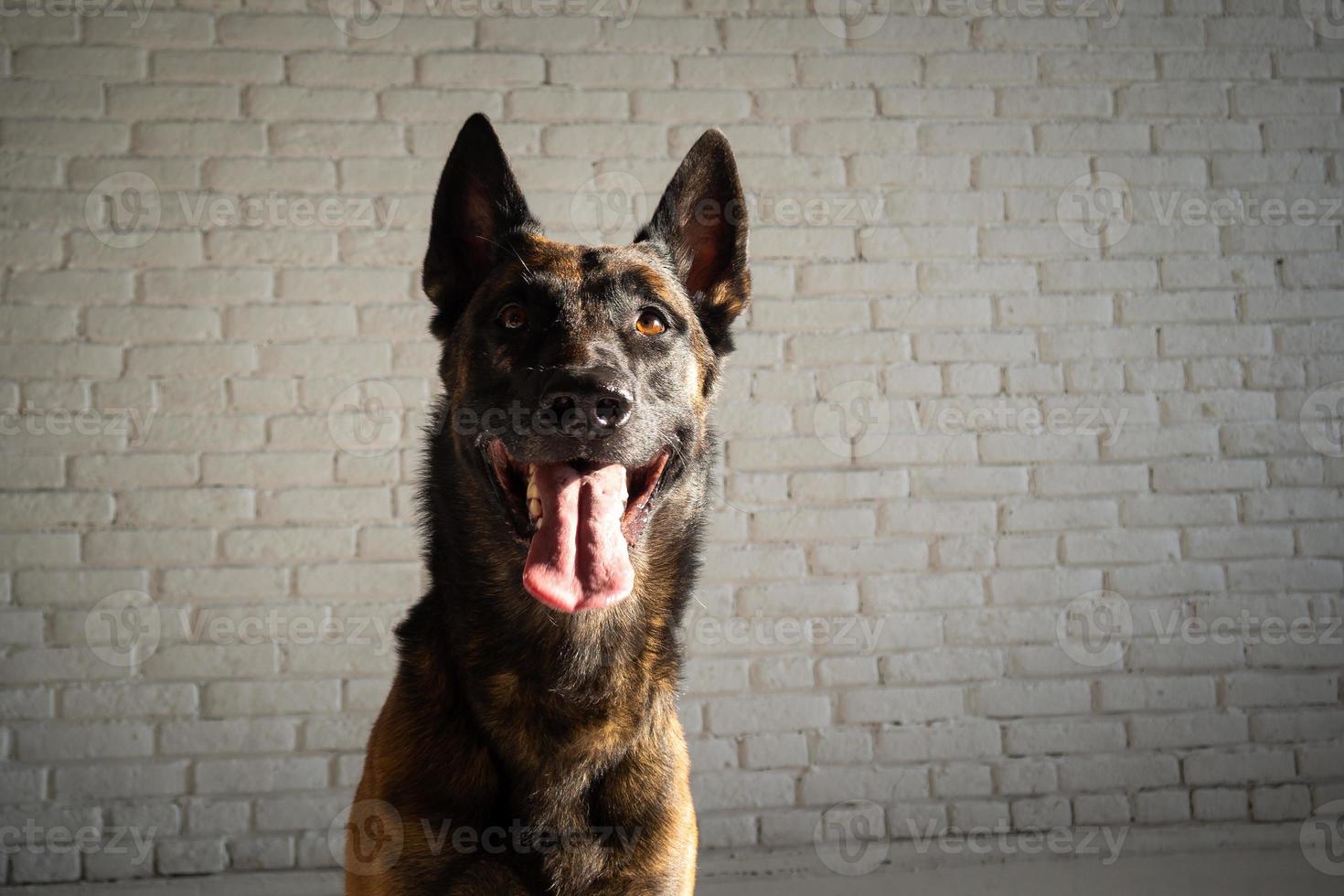 Portrait of a Belgian shepherd dog. photo