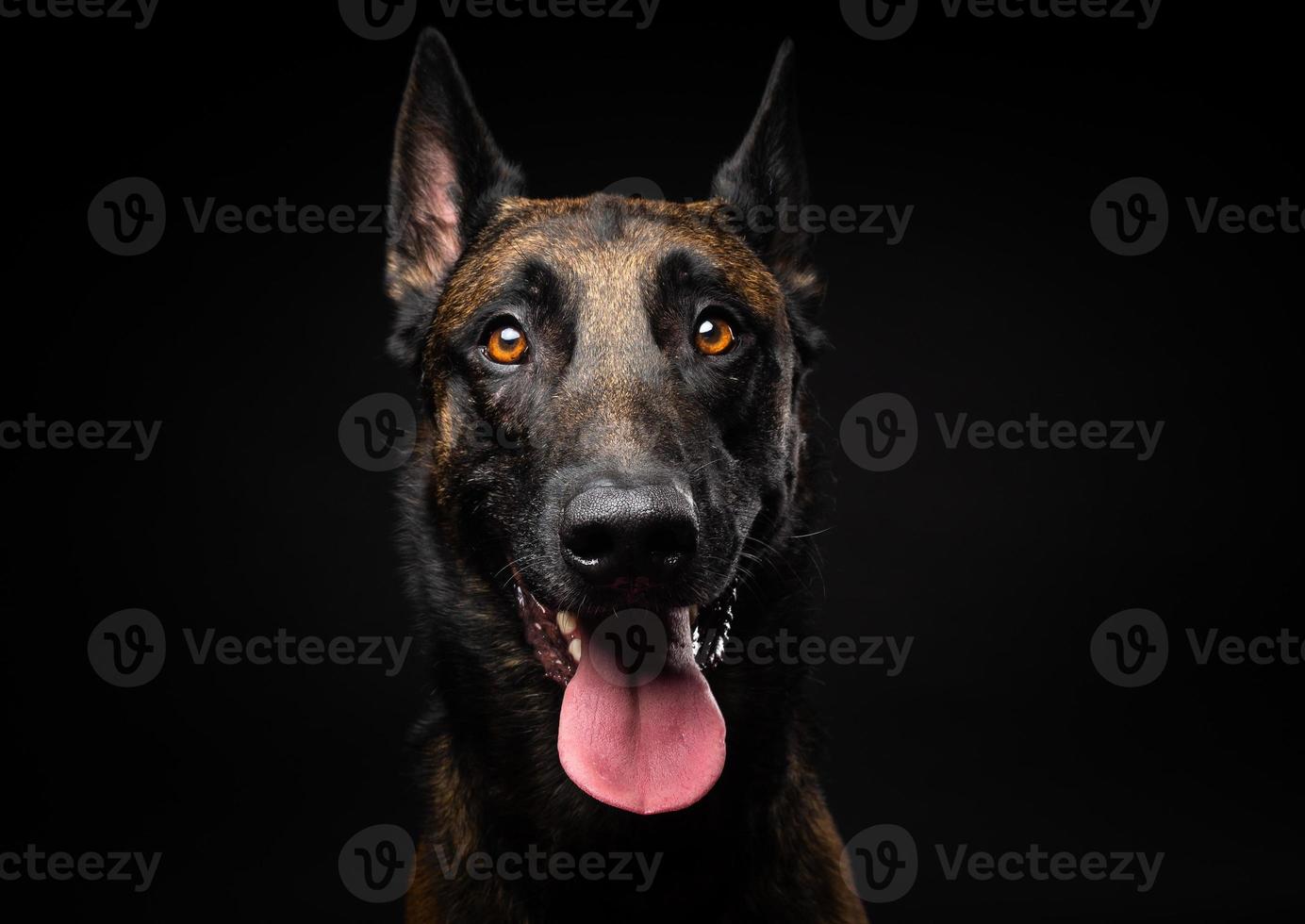 Portrait of a Belgian shepherd dog on an isolated black background. photo