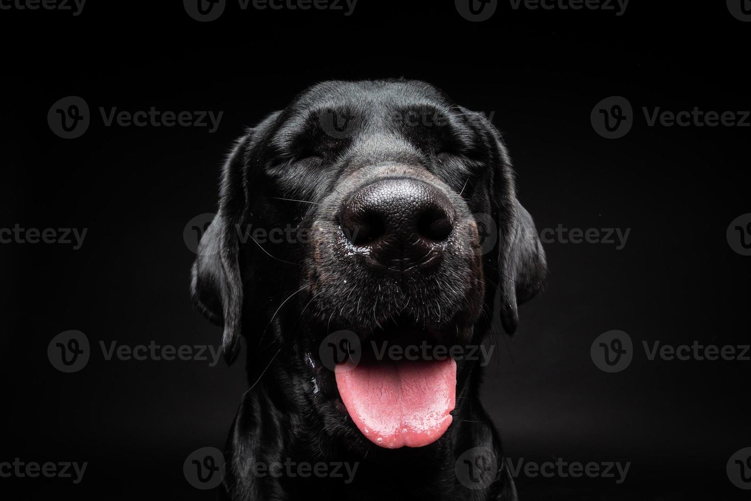 retrato de un perro labrador retriever sobre un fondo negro aislado. foto