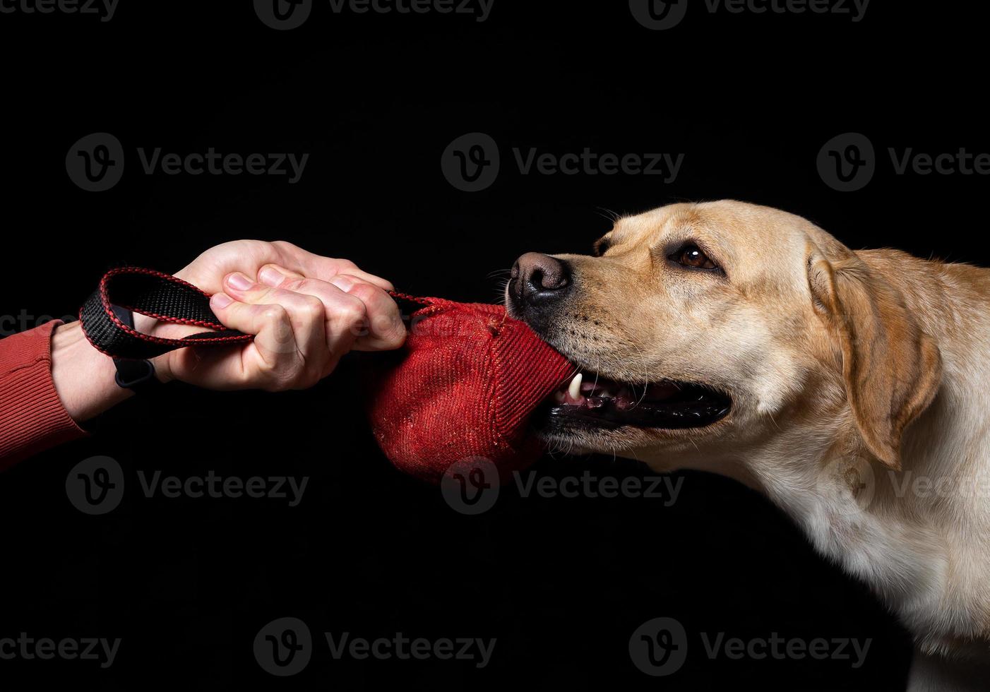 Close-up of a Labrador Retriever dog with a toy and the owner's hand. photo