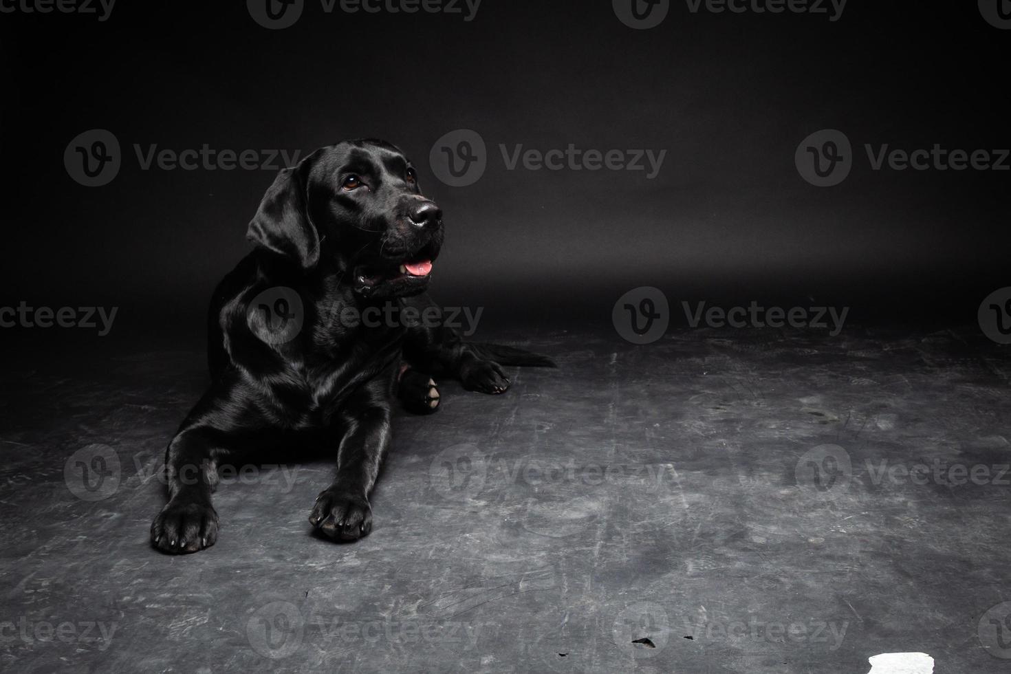 retrato de un perro labrador retriever sobre un fondo negro aislado. foto