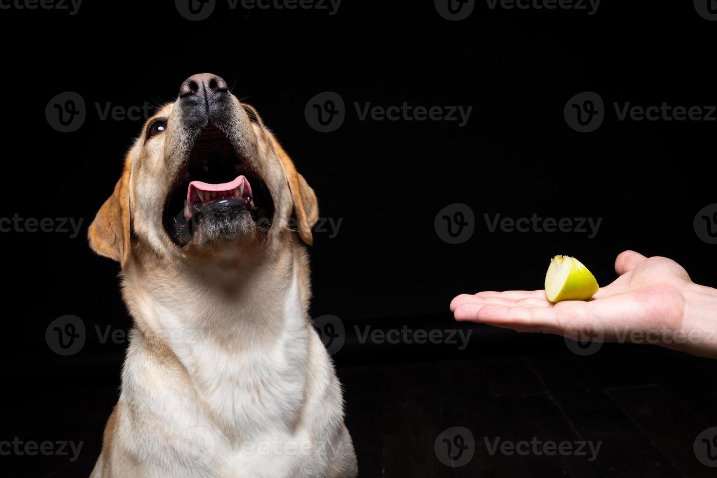 Portrait of a Labrador Retriever dog with a slice of Apple on its nose. photo
