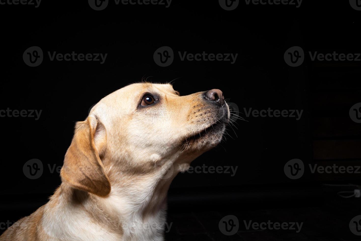 Portrait of a Labrador Retriever dog on an isolated black background. photo