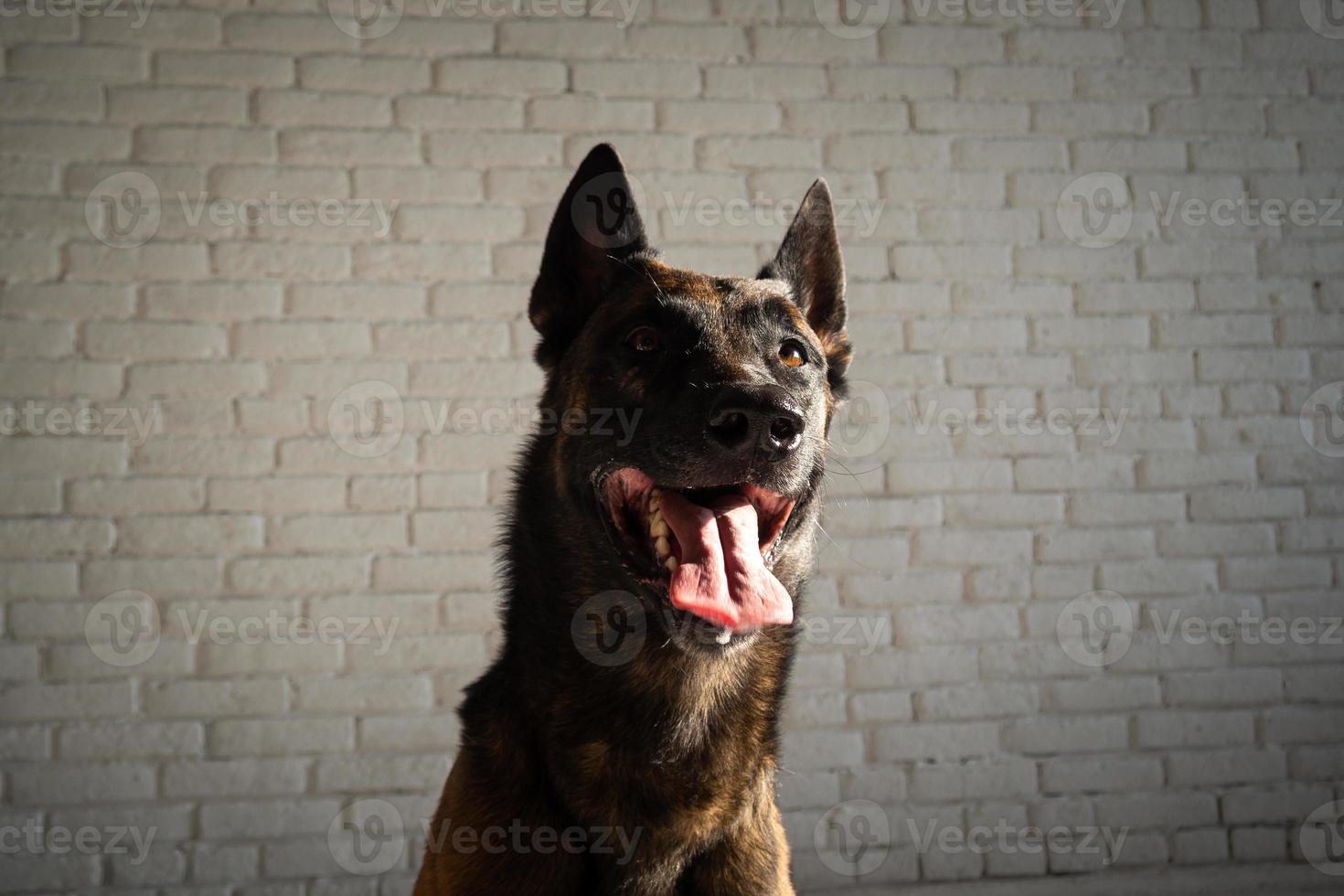 Portrait of a Belgian shepherd dog. photo