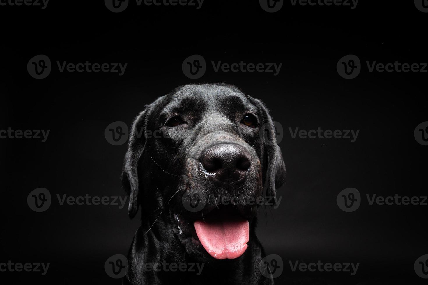 retrato de un perro labrador retriever sobre un fondo negro aislado. foto