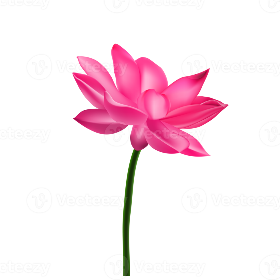 flor de lótus vermelha png