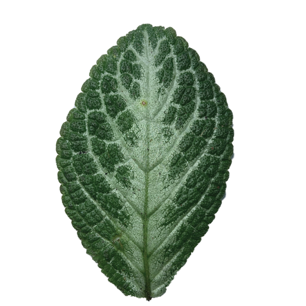 Aesthetic Green Leaf png