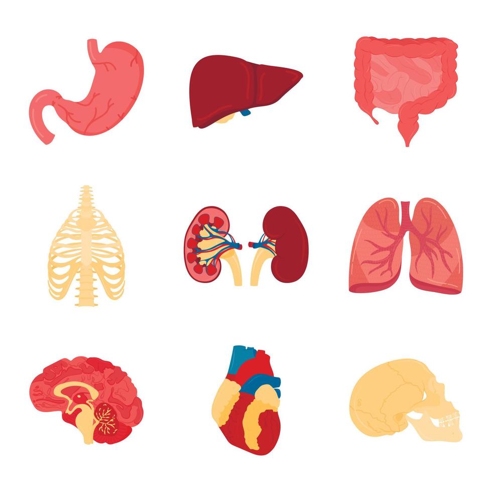 Vector set of isolated human organs. Objects on the subject of medicine, anatomy or biology.