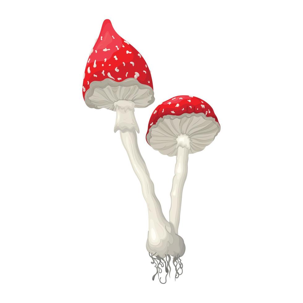 Vector illustration of the fungus. Illustration of an isolated mushroom. Poisonous fungi  amanita.