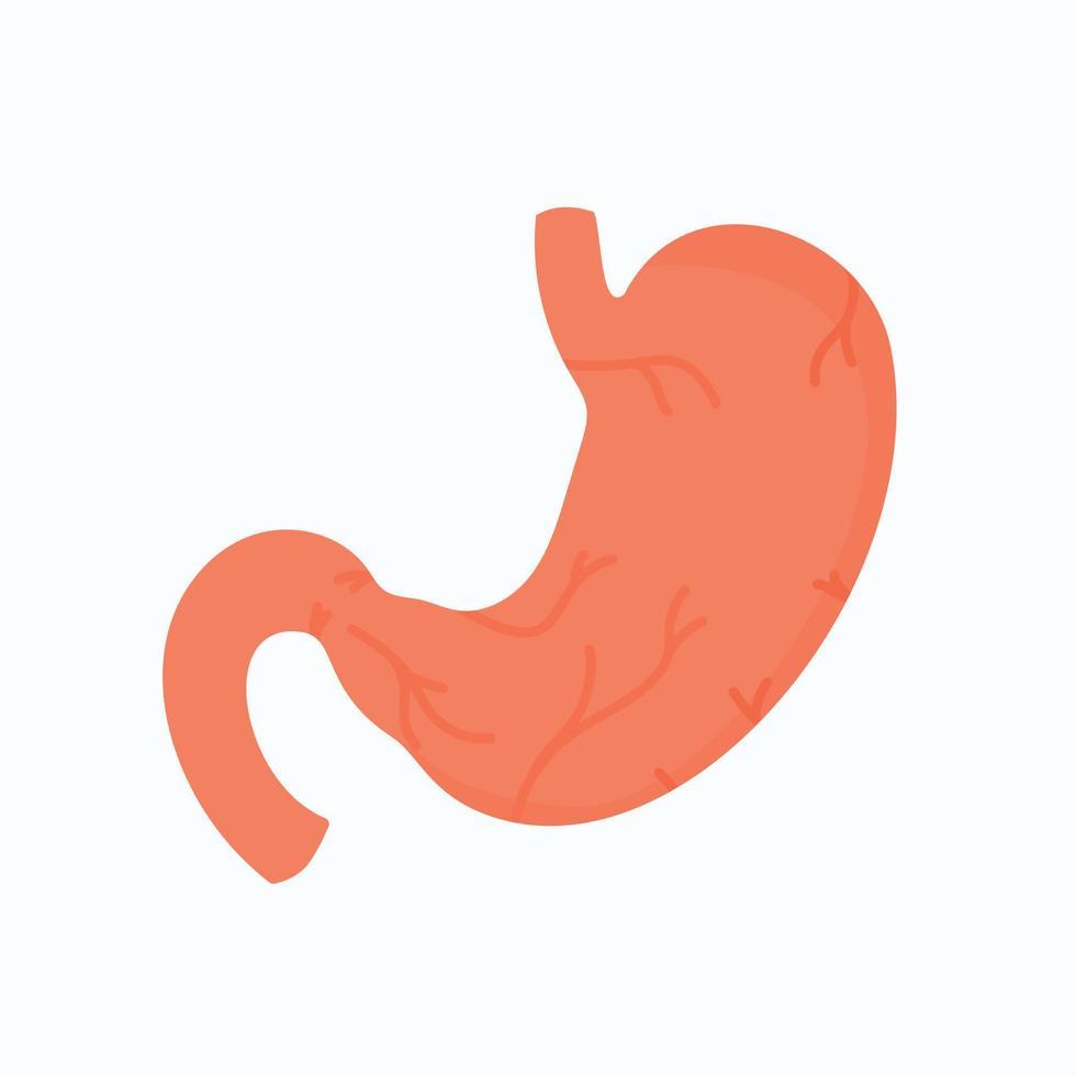 Vector illustration of an isolated object. Stomach and its detailed structure, organ view from the front.